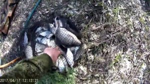 Рыбалка на Россоши 17-04-2017