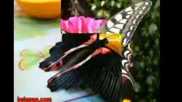 экзотические бабочки смотреть онлайн