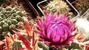 Ferocactus latispinus. Первое цветение.