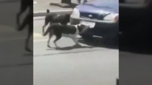 Приколы с котиками. Котики #59