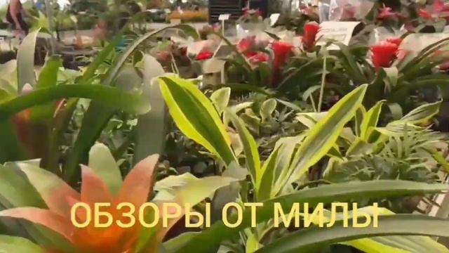 Деревенский дневник очень многодетной мамы Ольги Быковой. Обзор стрима. смотреть онлайн