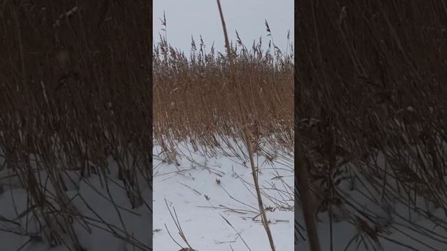 Самодельный снегоход по камышам смотреть онлайн