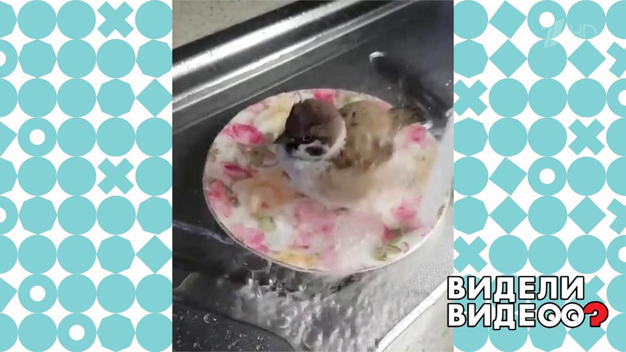 Гламурный воробей. Видели видео? Фрагмент выпуска от 22.09.2019