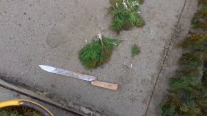 Укоренение и высадка черенков хвойных растений