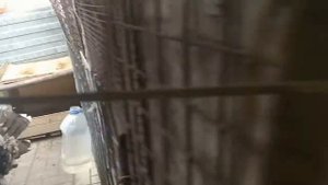 Выпал яйцевод у индюшки.