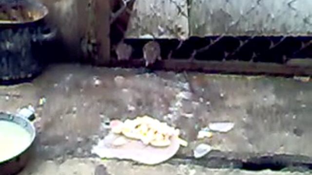 семья мышей на даче. Маленькие воришки смотреть онлайн