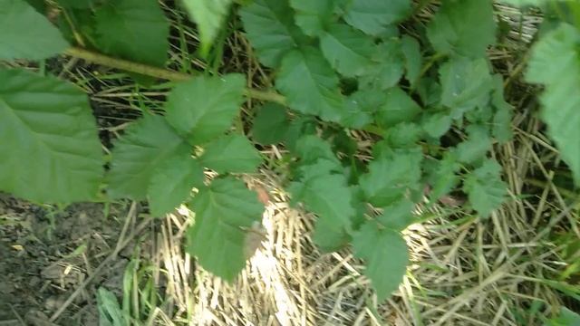 Обзор ежемалины сорта Тайберри/ Variety overview Tayberry смотреть онлайн