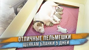 Не все щенки хотят сниматься на видео! Щенкам Бланки 5 дней.