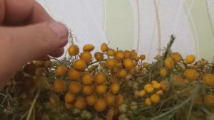 Избавляемся от Гельминтов