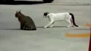 Зрелищные кошачьи бои - смешное видео, приколы, смотреть онлайн