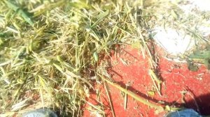 Гусеница-вредитель пожрала люцерну