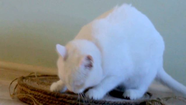 эко-когтеточки "Картонный Кот" смотреть онлайн