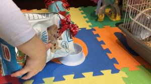 Дед Мороз принес подарок. Настоящего питомца - хомяка.