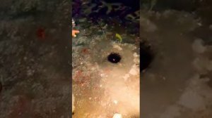 Ловим Сига на креветку зимняя рыбалка , рыба сиг    ice fishing  , banks lake , wa  , whitefish