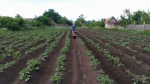 Прополка, рыхление и окучивание картошки мотоблоком.