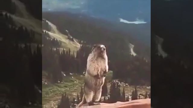 Крик бобра смотреть онлайн