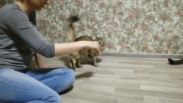 Банда Дворян. Адели. История с котенка