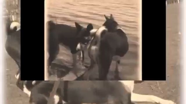 Basenji-Magic Of Eternity смотреть онлайн