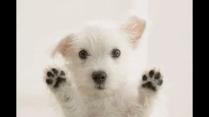 Вест Хайленд Уайт   Терьер/West Highland White Terrier (порода собак HD slide show)!