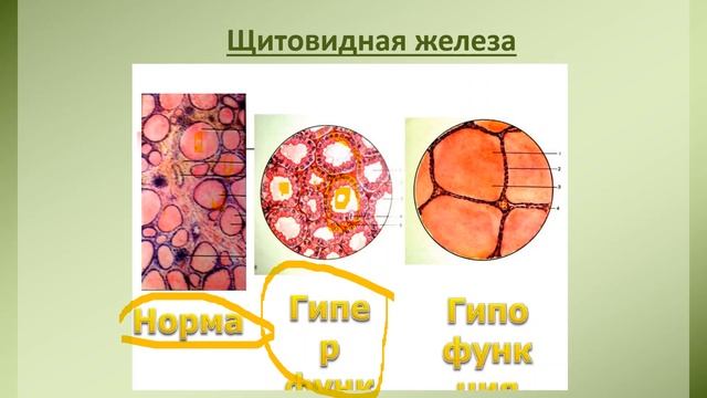 Щитовидная железа и паращитовидные железы животных. Видовые особенности. смотреть онлайн