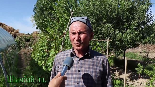 Шымбай районы. Shimbay rayoni. Халык аралык Шанарак куни.