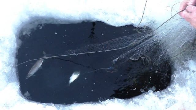 ЛОВЛЯ РЯПУШКИ-ОЧЕРЕДНОЙ ВЫЕЗД / ПРОВЕРКА СЕТЕЙ / ТАЁЖНЫЕ ГОСТИ смотреть онлайн