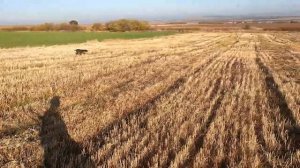 Охота на куропаток в Болгарию с легавые собаки.