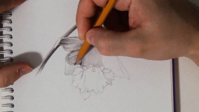 Рисунок нарцисса в простом карандаше смотреть онлайн