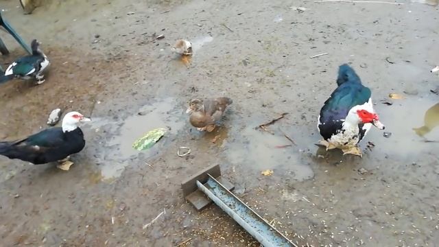 Продаю индоуток. Мускусные утки. смотреть онлайн