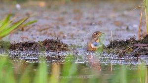 Bluethroat birds in summer