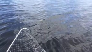 Ловим щуку на Выборгском заливе