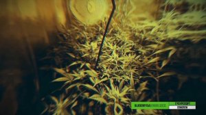 Гроурепорт BlueberryUA ES