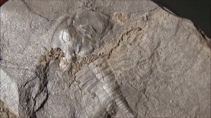 Трилобиты в карьере. Они ползали на дне океана 500 миллионов лет назад.