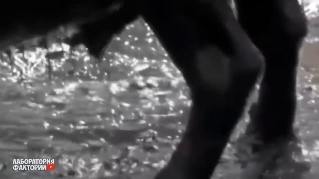 ВАРАН В ДЕЛЕ! ГИГАНТСКИЙ СВИРЕПЫЙ ЯЩЕР ПРОТИВ БУЙВОЛА, ЗМЕИ, КАБАНА И ОЛЕНЕЙ! смотреть онлайн