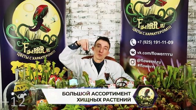 Кого ловит непентес смотреть онлайн