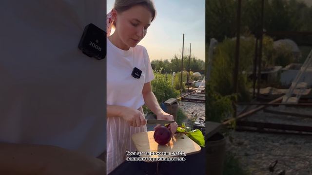 Сладкая сладость?свекла Сластена | обзор Усадьба-Семена смотреть онлайн