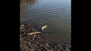 Ловля щуки на спиннинг daiwa весной с берега на Воблер Слон MERKURI110мм 15г