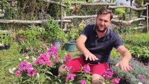 Egy feltűnő jelenség a kertben | Phlox paniculata 'Sweet Summer Dream' -  Rózsaszín Bugás lángvirág