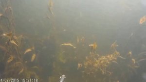 Подводная охота в Пензенской области № 2