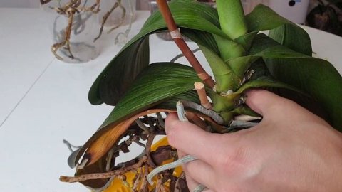 ДЛИННАЯ ШЕЙКА орхидеи ОМОЛОЖЕНИЕ орхидеи или ПЕРЕСАДКА орхидеи