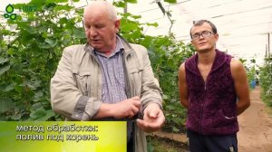 Огурцы в теплице как успешный бизнес