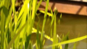 Херабуна в Лыткино.КРХ "Три Пескаря".