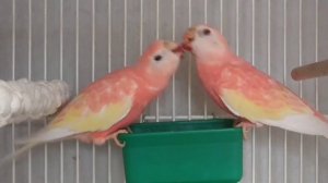 Розовобрюхие травяные попугаи боурки кушают свёклу