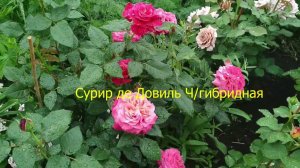 Розы. Цветет молодой розарий. Сорта роз.