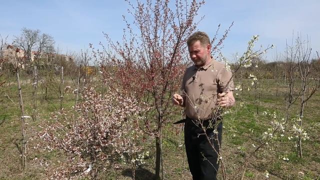 Wiśnia Wczesna - Uprawa, Wymagania, Odmiany (Prunus incisa). Kwitnące Drzewo do Ogrodu смотреть онлайн