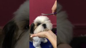 СТРИЖКА ШИ-ТЦУ / АЗИАТСКИЙ СТИЛЬ / Эпизод МАСТЕР-КЛАССА / GROOM SCHOOL