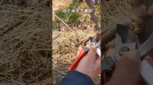прививка деревьев летом