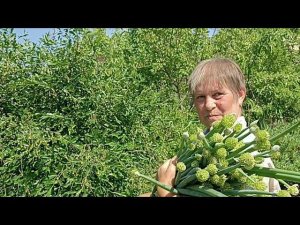 Сухая приправа из стрелок лука батуна