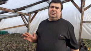 ВИОЛА КАК ВЫРАСТИТЬ, СРОКИ ПОСЕВА.