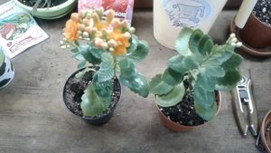 Каланхоэ. Почему не цветет?